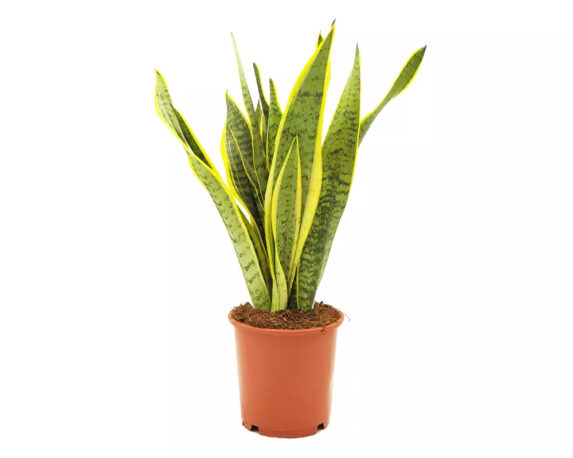 Sanseveria trifasciata Laurentii
