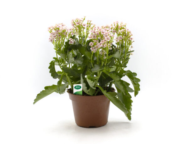 Kalanchoe Mix Color (Calandiva)