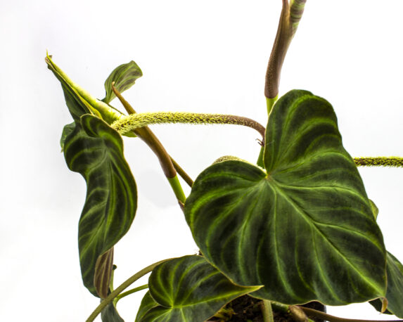 Philodendron Hederaceum Verrucosum Incensi