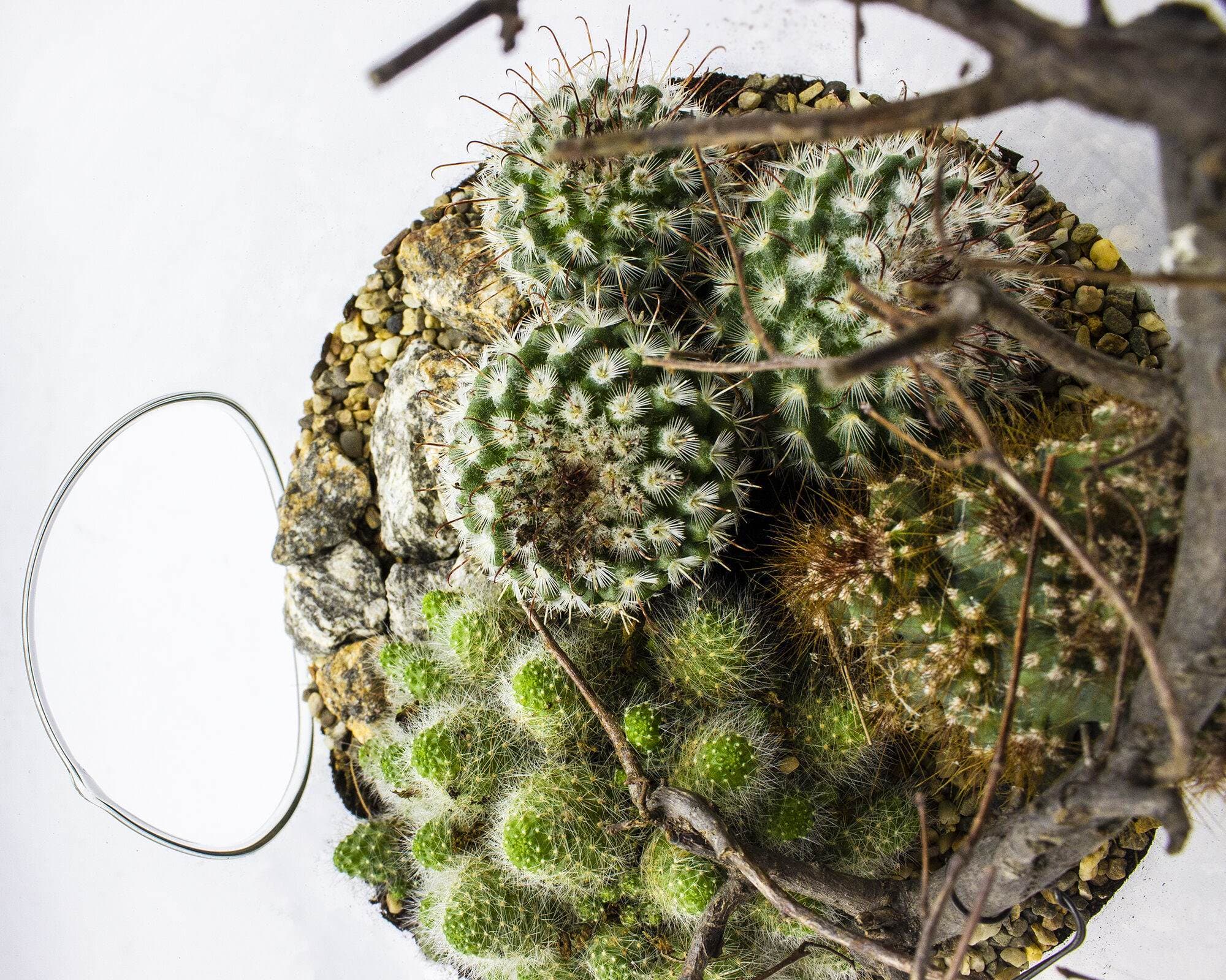 Terrario Piante Grasse in Vetro - immagine 2