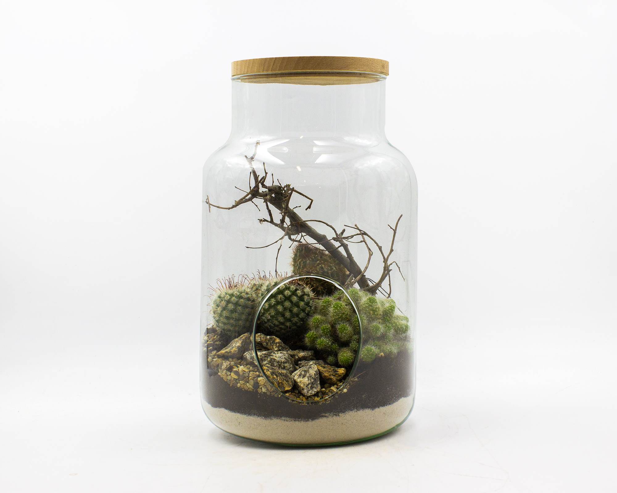 terrario piante grasse