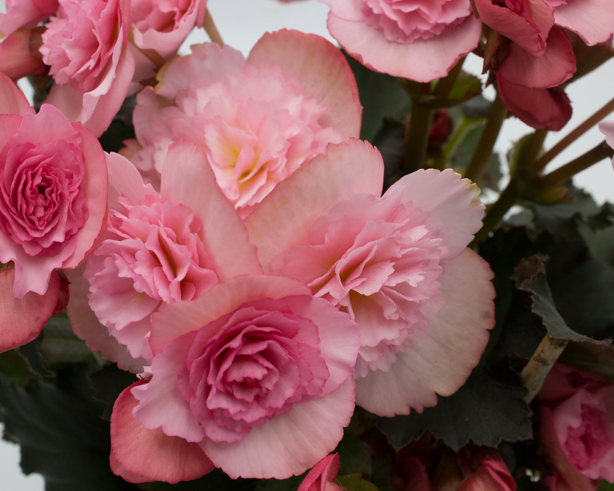 Begonia Fiore Doppio Mix - immagine 2