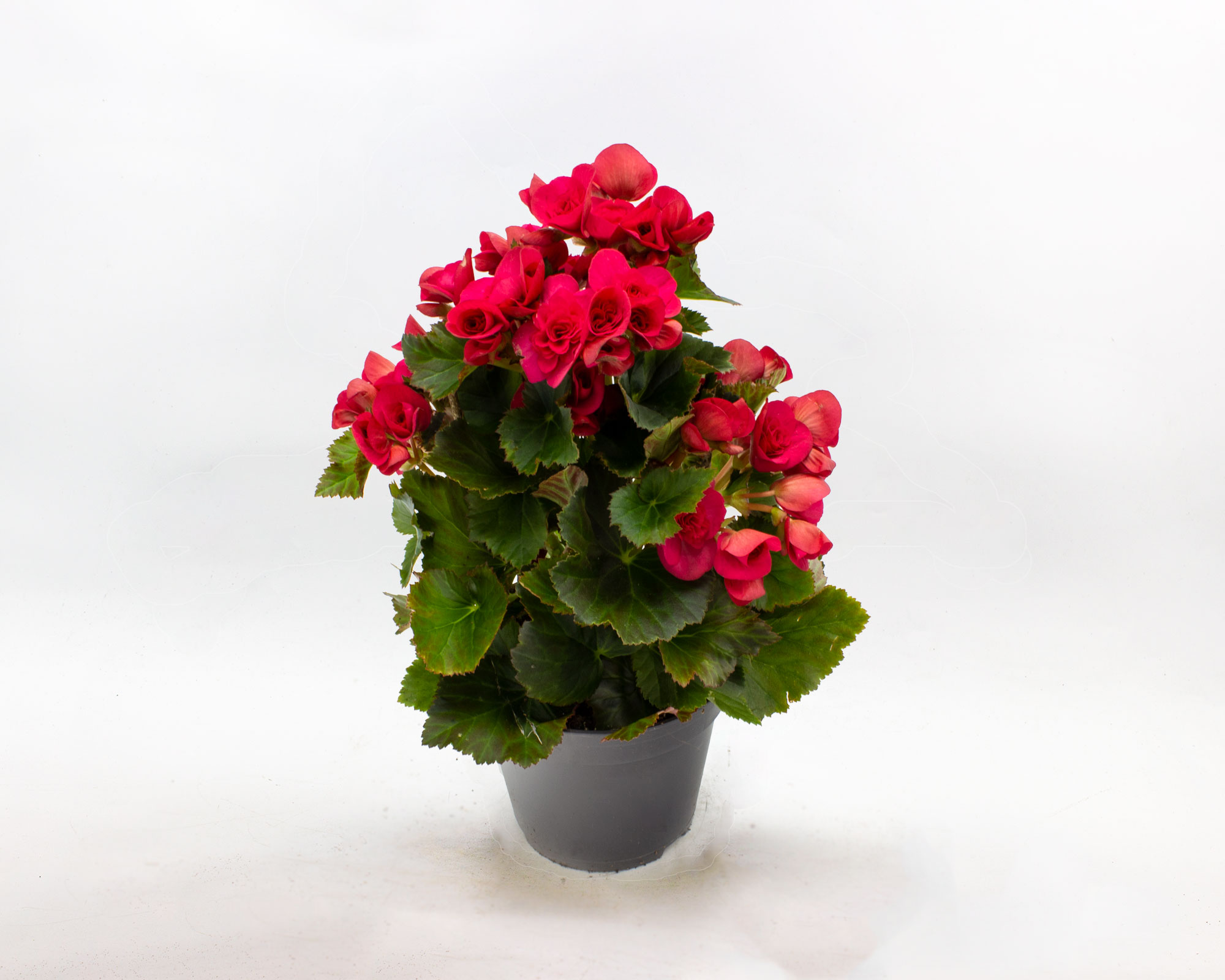 Begonia Fiore Doppio Mix - immagine 3