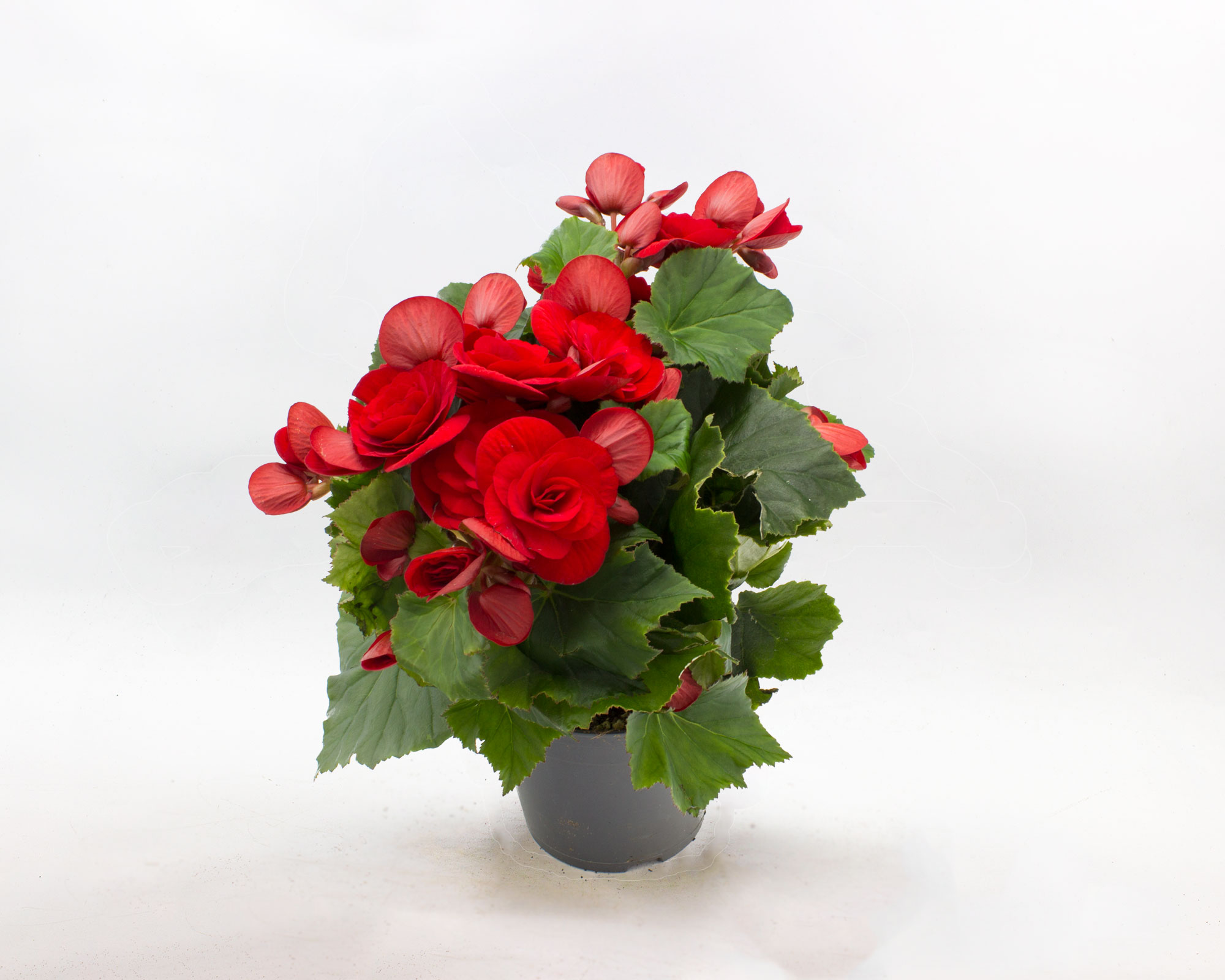 Begonia Fiore Doppio Mix - immagine 4