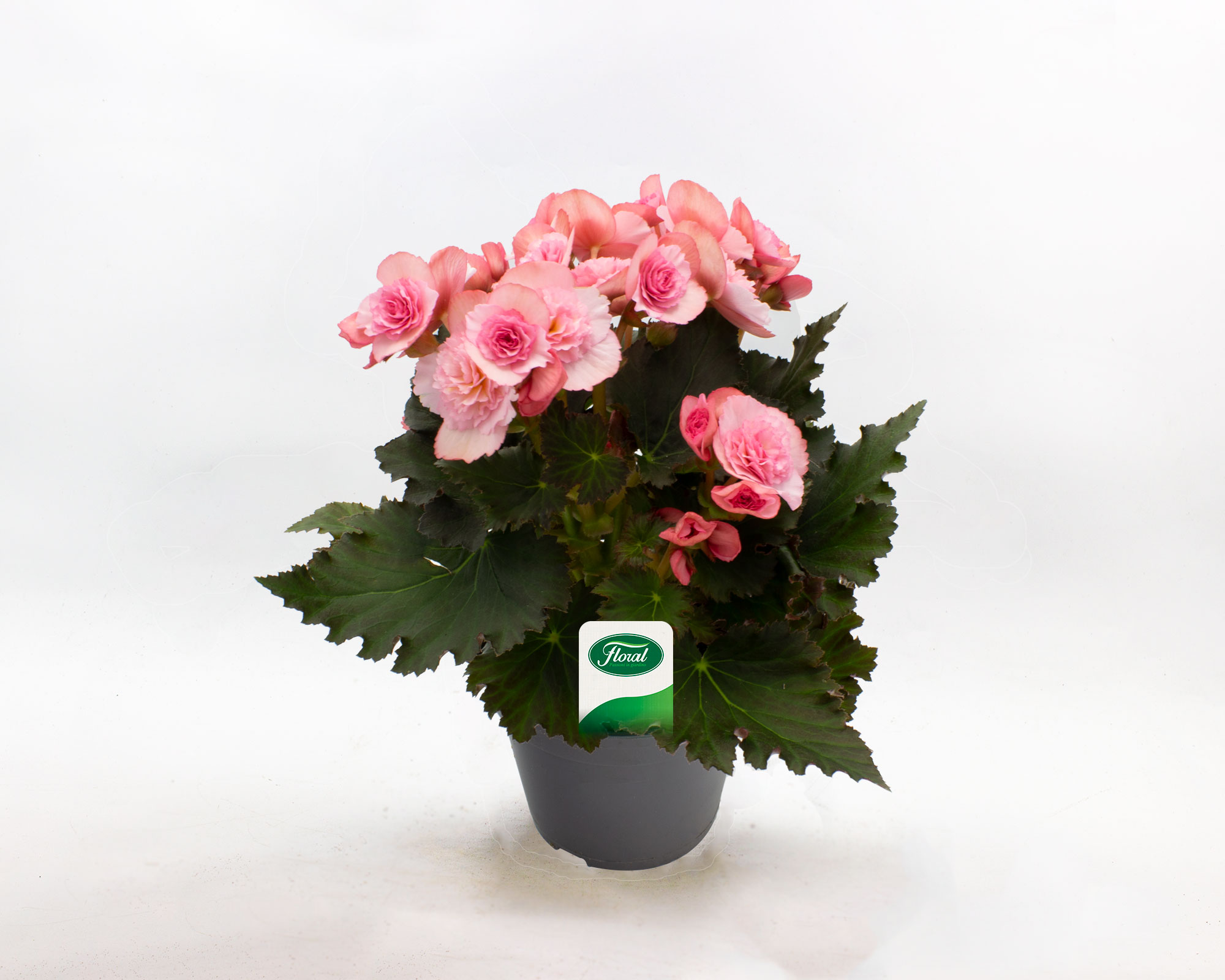 Begonia Fiore Doppio Mix