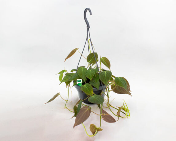 Philodendron Scandens Micans In Basket