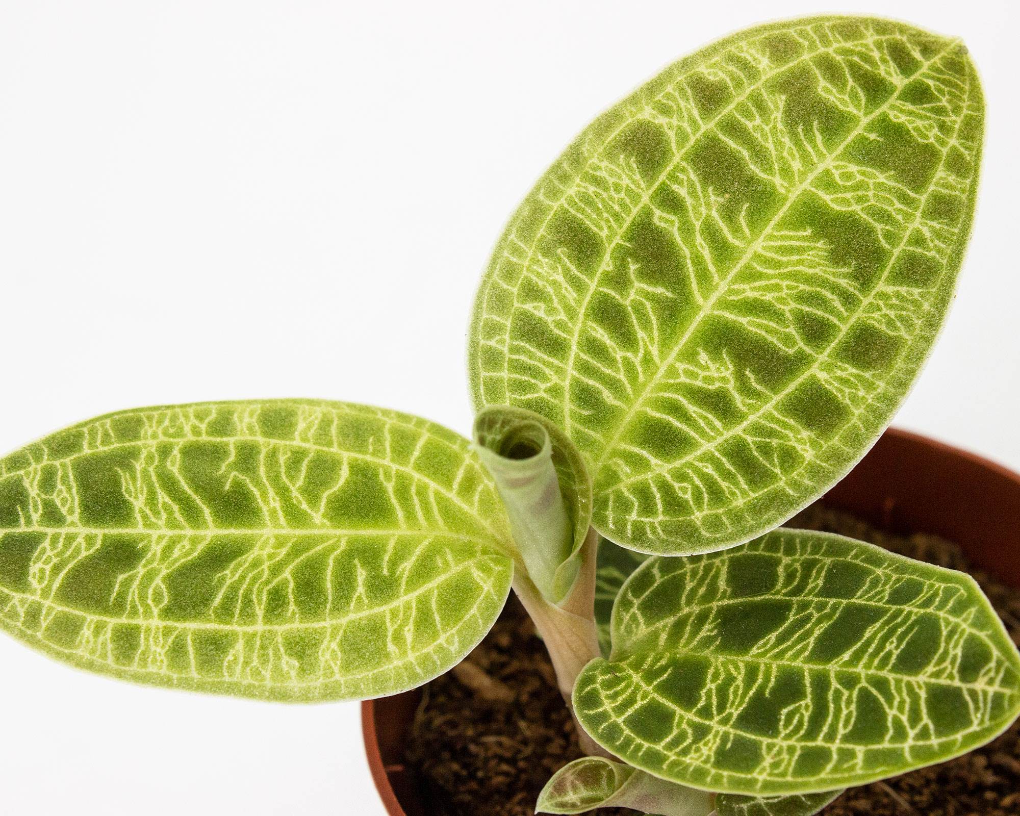 Macodes Petola (Orchidea Gioiello) - immagine 2