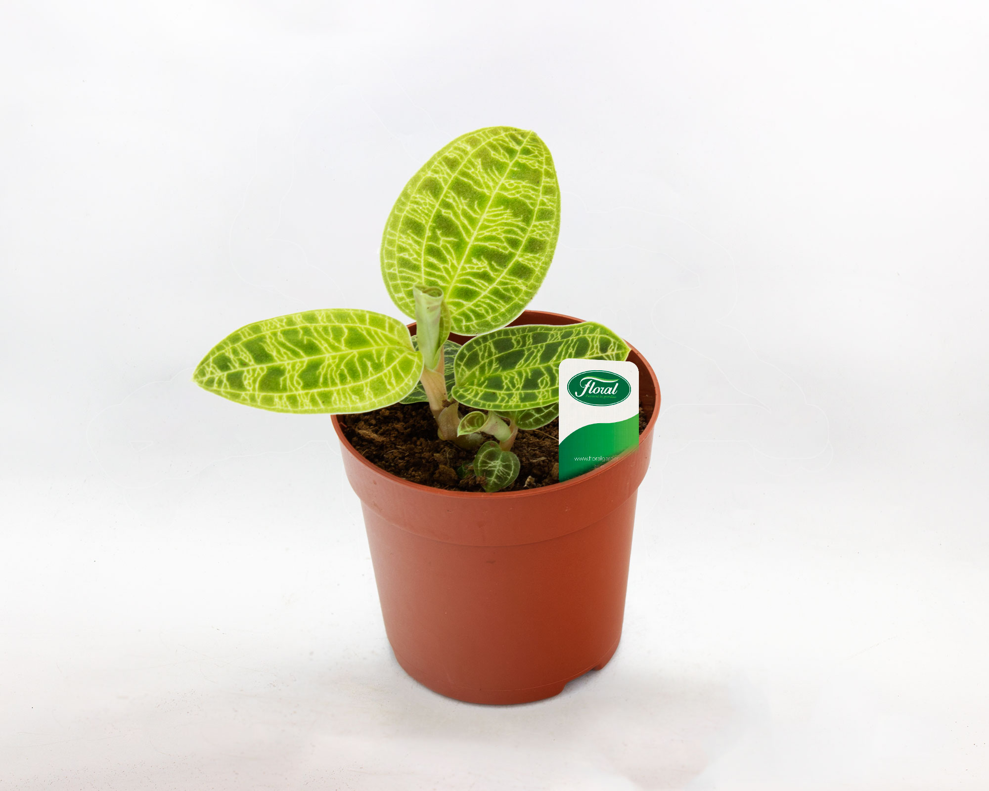 macodes petola orchidea gioiello by floral