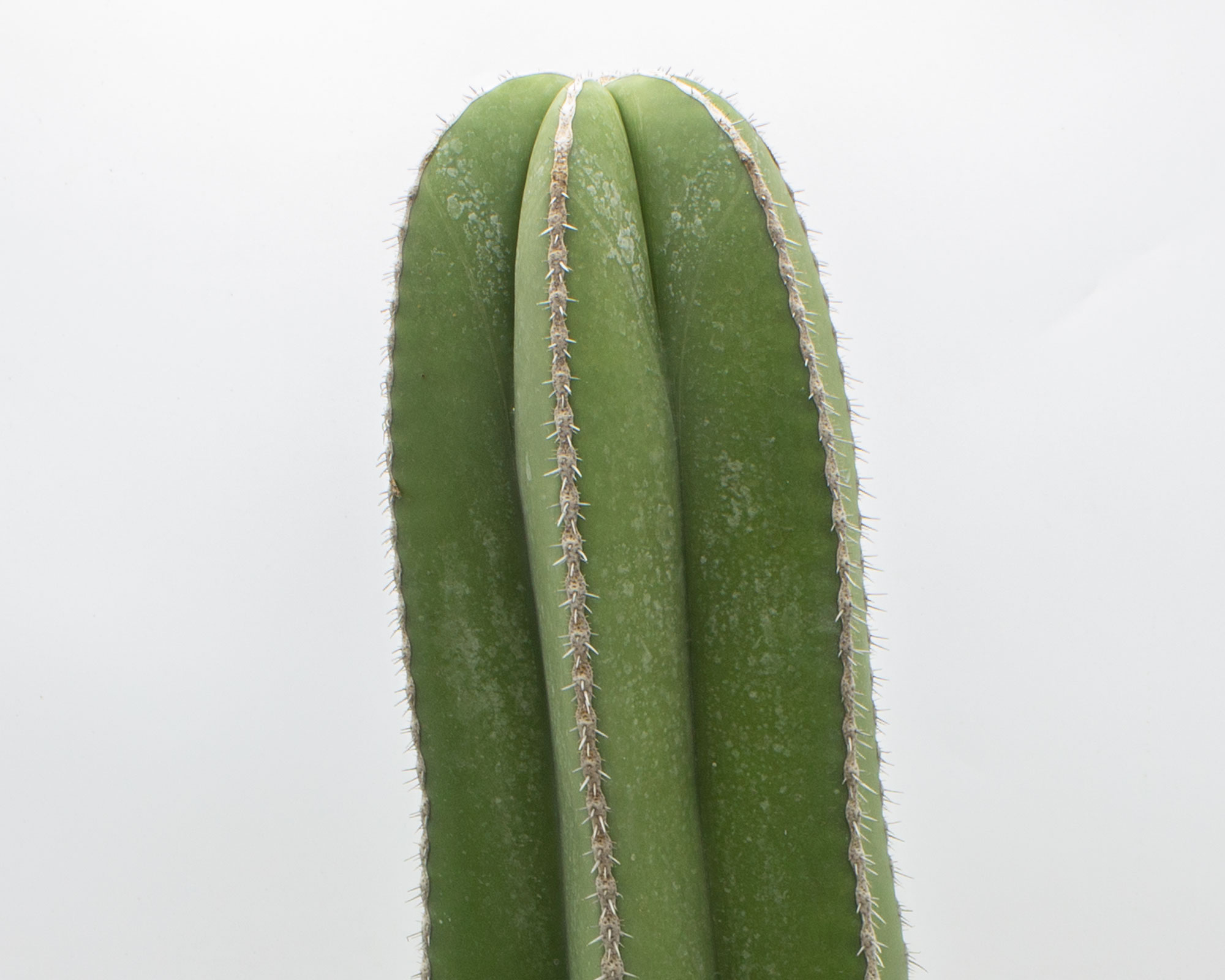 Marginato Cereus - immagine 2