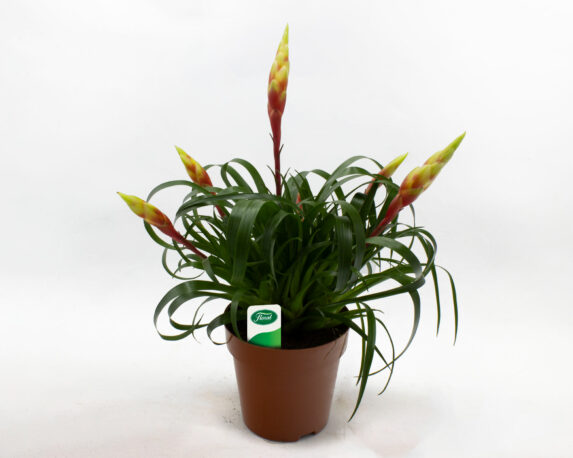 Bromelia Vriesea Shannon Multiflower