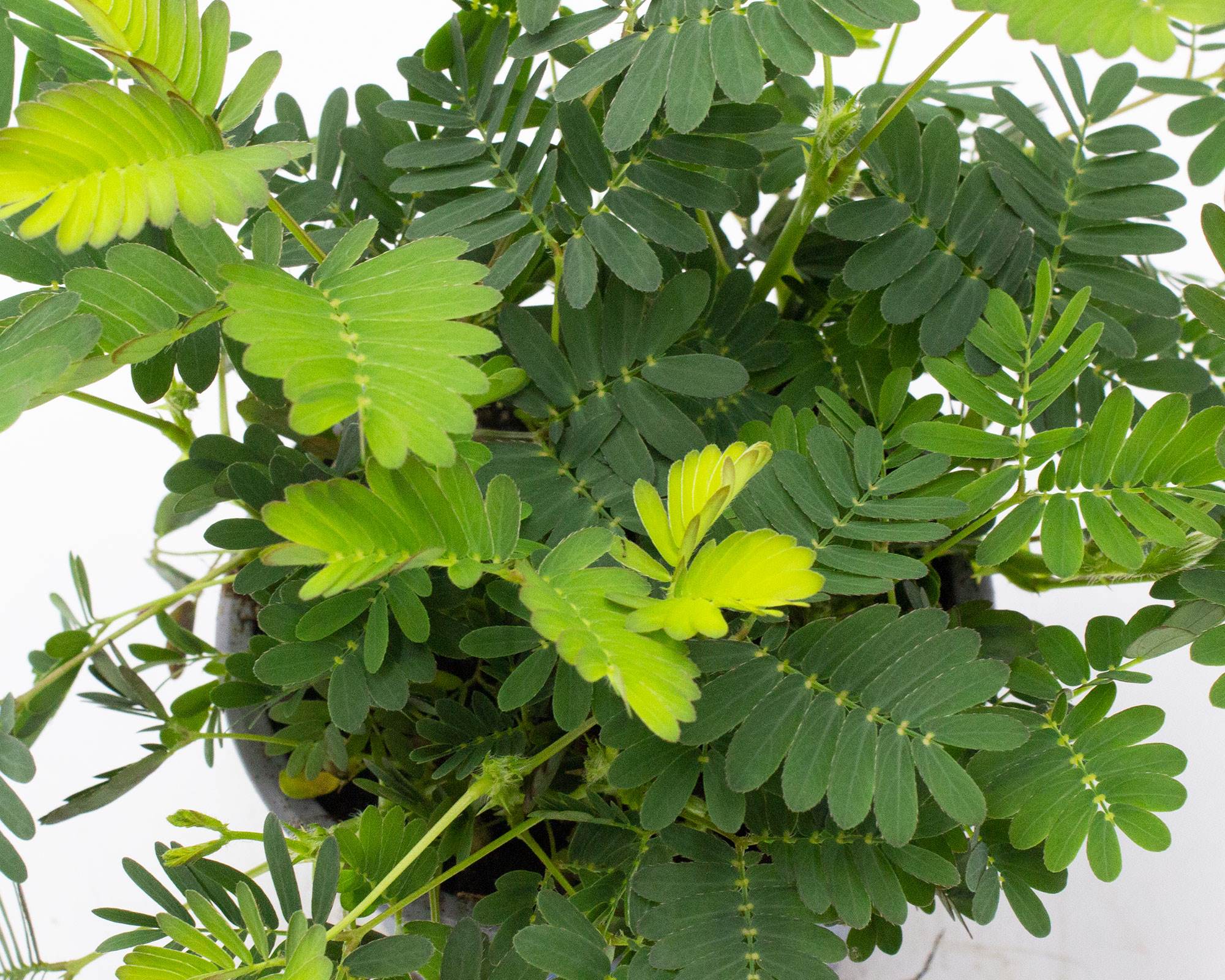 Mimosa Pudica Sensitiva - immagine 2