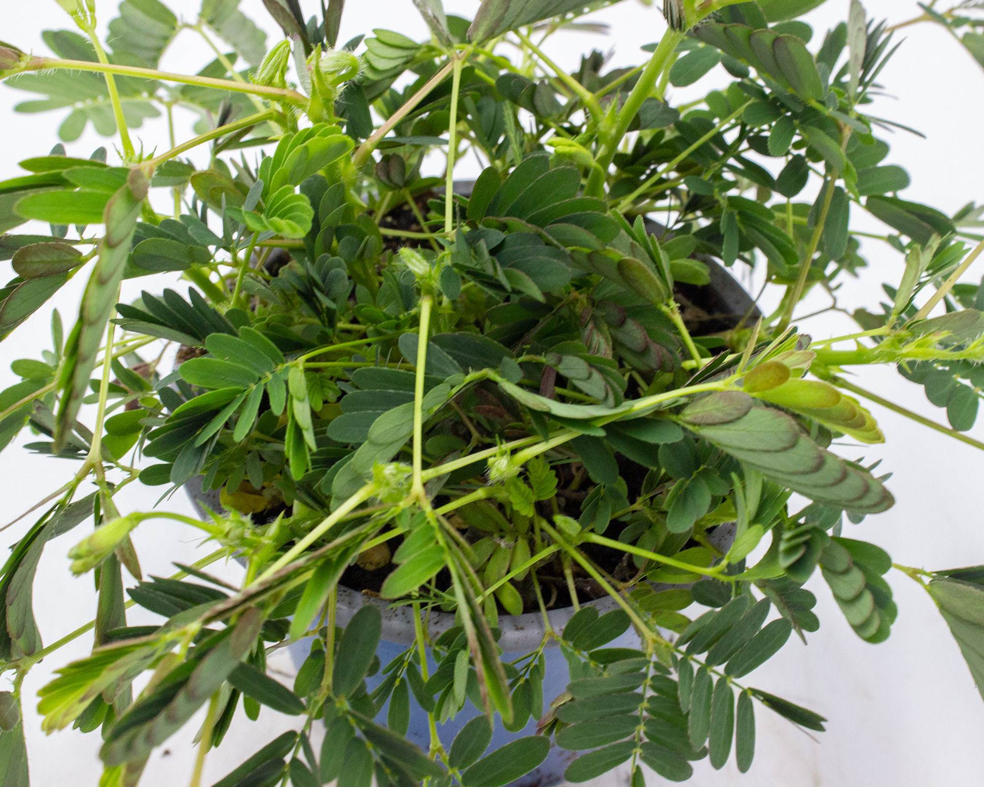 Mimosa Pudica Sensitiva - immagine 3