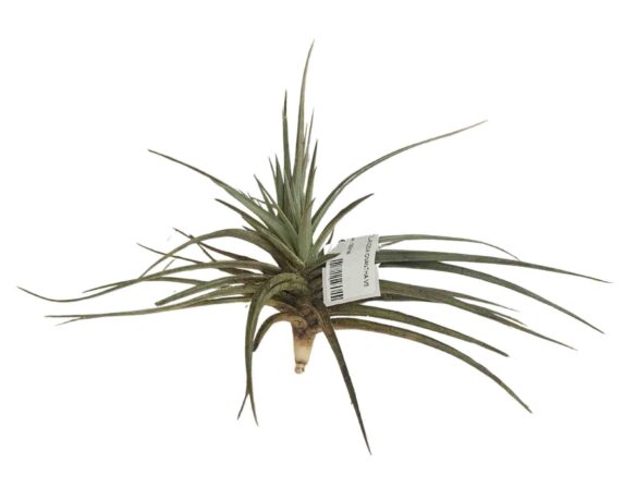 Tillandsia Ionantha