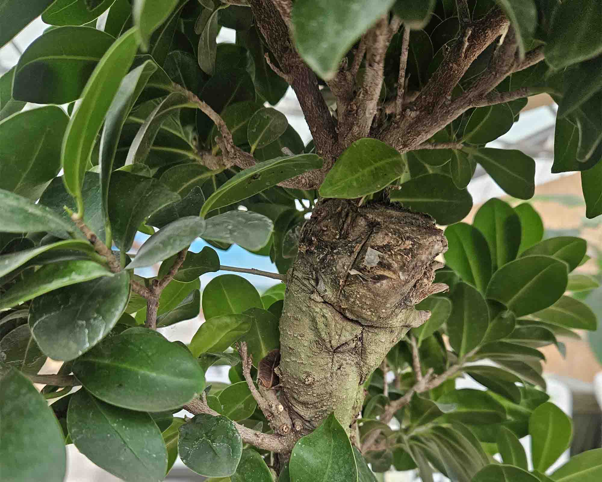 Ficus Ginseng Microcarpa Pas-Shape - immagine 2