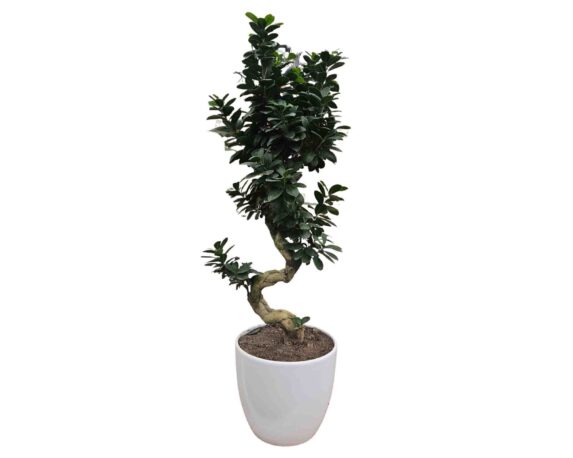 Ficus Ginseng Microcarpa Pas-Shape