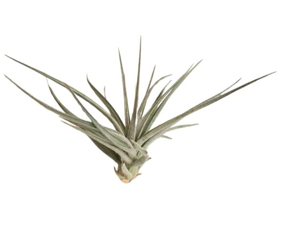 Tillandsia Jucunda