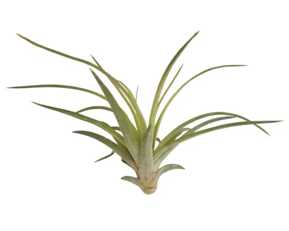 Tillandsia Velutina
