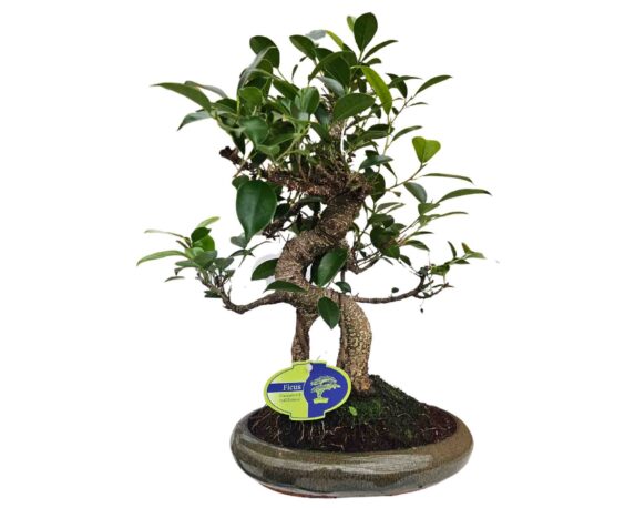 Bonsai Mix S-Shape