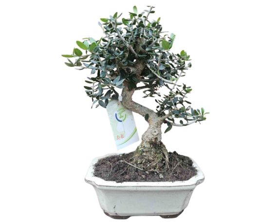 Bonsai Meditteranea