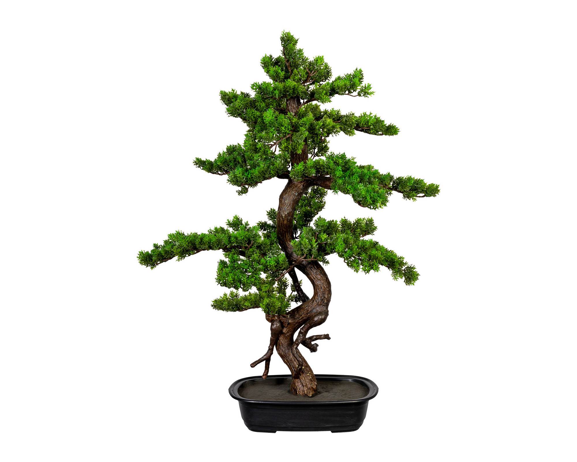 Bonsai Mirto Ciotola Plastica Nero