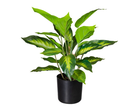 Dieffenbachia con Cachepot in plastica