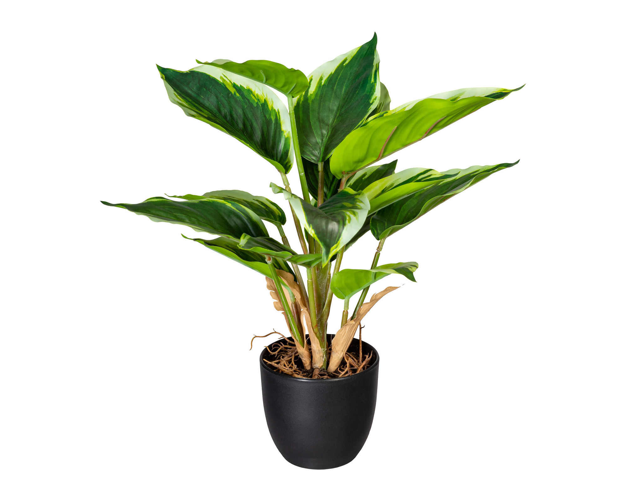 Hosta con Cachepot Nero in Plastica