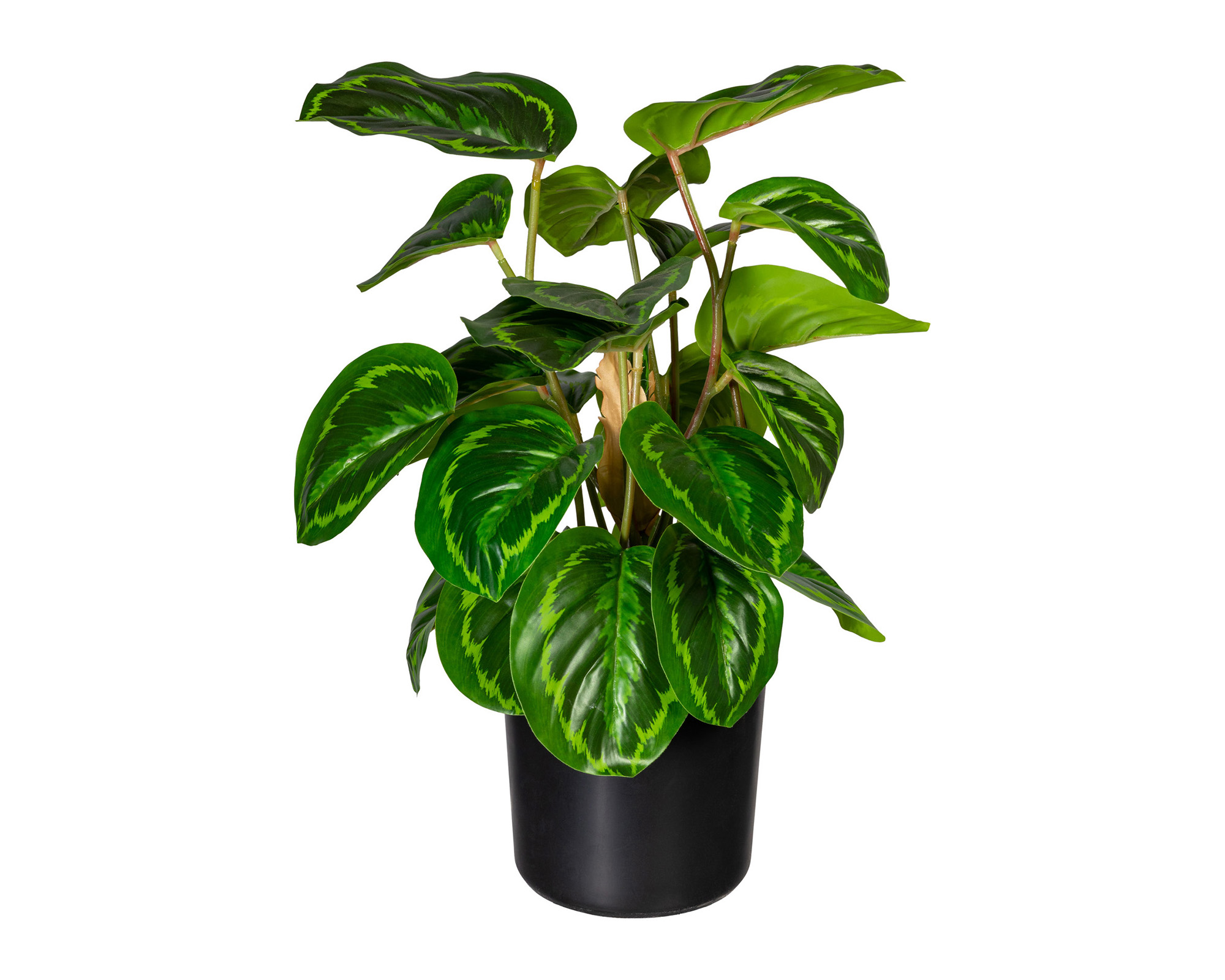 Maranta con Cachepot Nero in Plastica