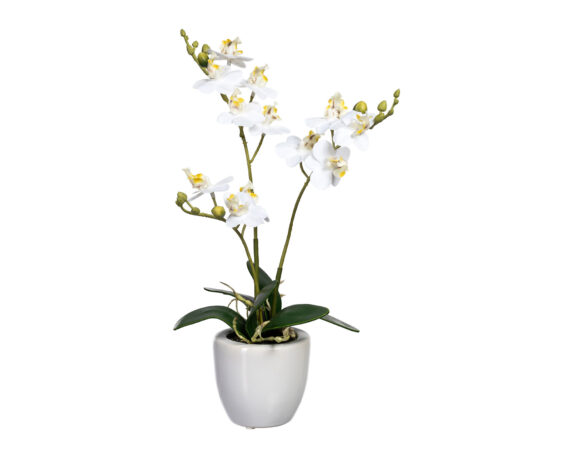 Mini-Phalaenopsis Bianco Con Cachepot In Ceramica Bianco