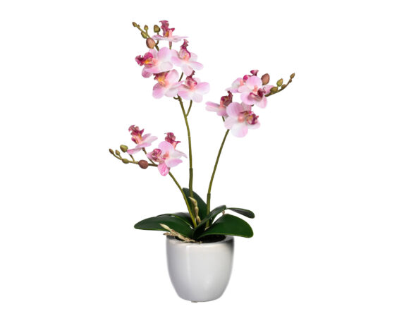 Mini-Phalaenopsis Rosa con Cachepot in Ceramica Bianco