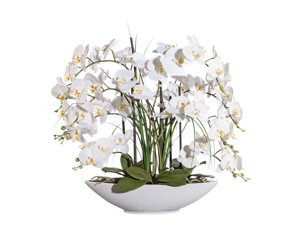 Orchidea Phalaenopsis Bianco Ciotola in Ceramica