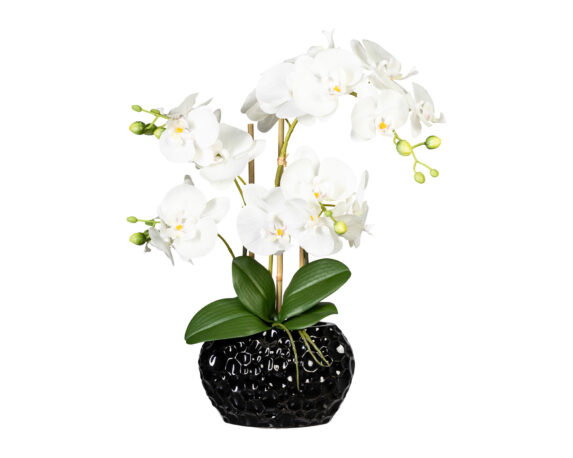 Orchidea Phalaenopsis Bianco Vaso In Ceramica Nero