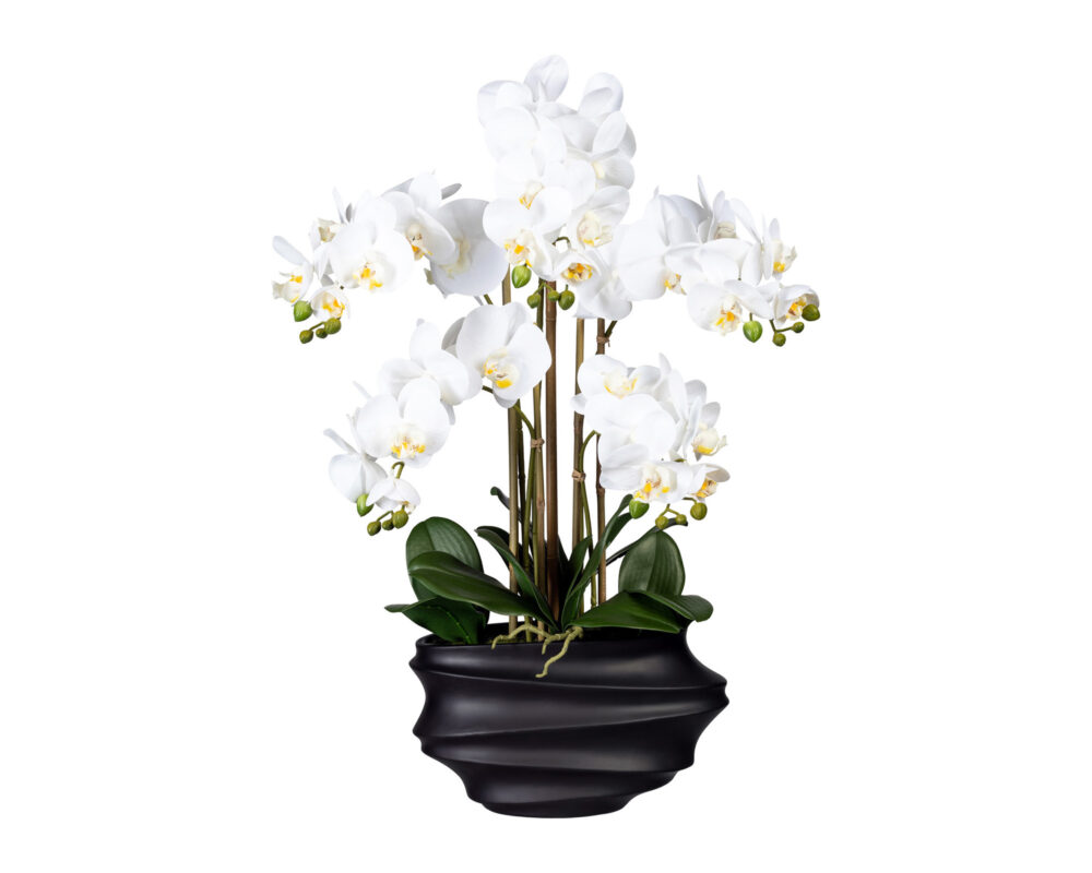Orchidea Phalaenopsis Vaso Nero Plastica