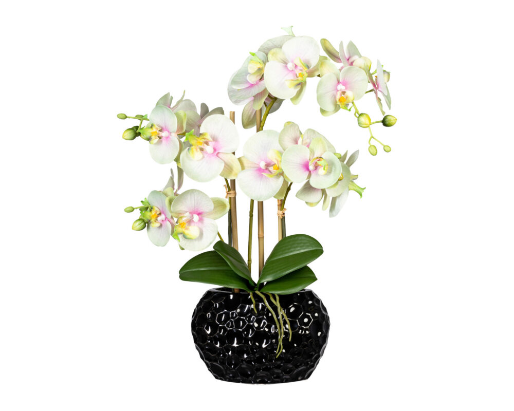 Orchidea Phalaenopsis Verde Chiaro vaso in ceramica Nero