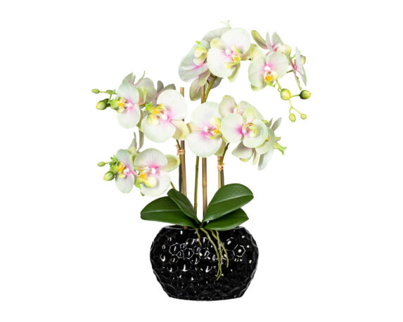 Orchidea Phalaenopsis Verde Chiaro Vaso In Ceramica Nero