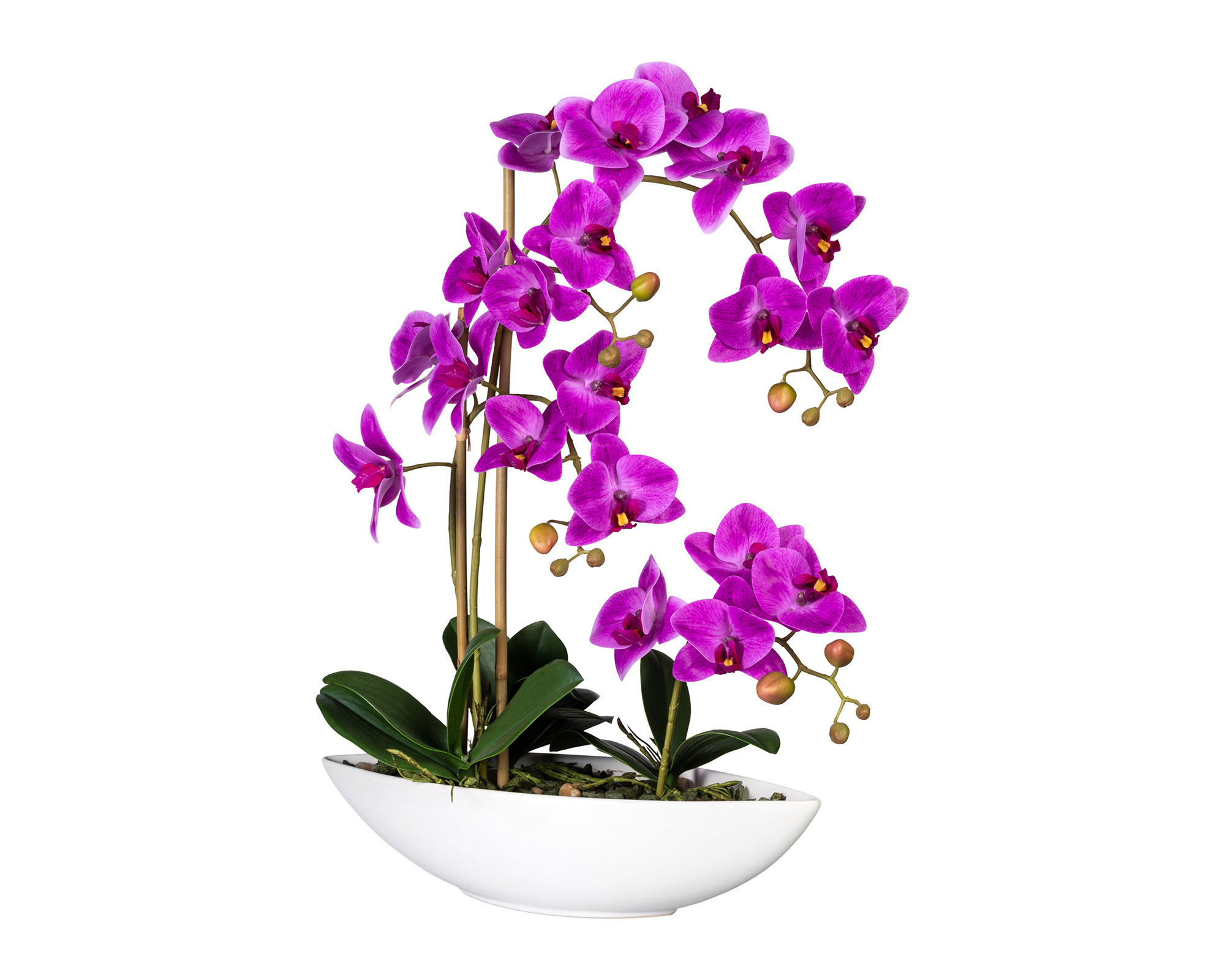 Orchidea Phalaenopsis Viola vaso in ceramica Bianco