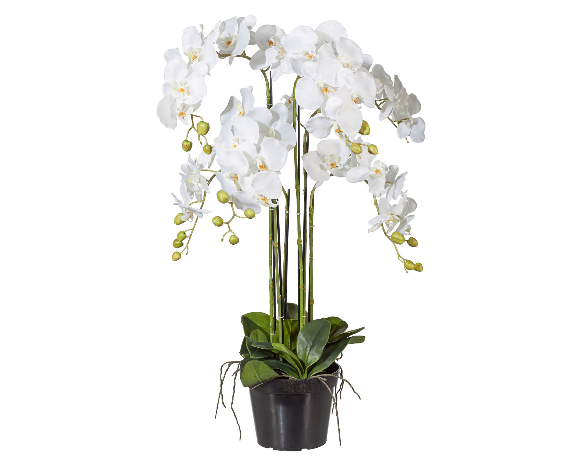 Phalaenopsis Bianco con Cachepot in Plastica