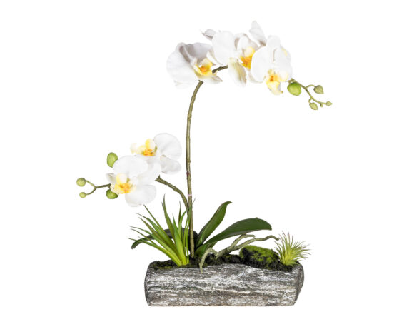 Phalaenopsis Composizione Tronco