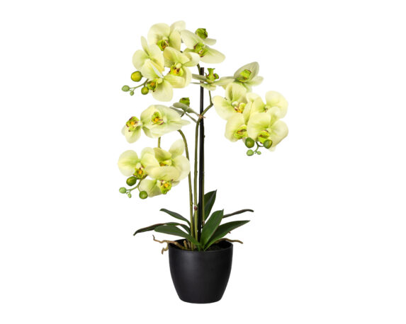 Phalaenopsis Verde con Cachepot in Plastica
