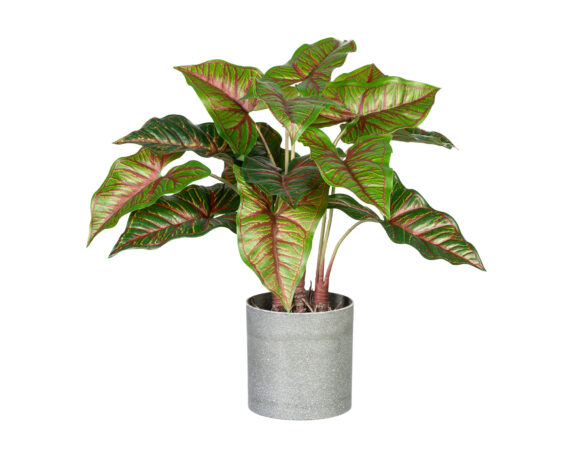 Taro con Cachepot in Melamina