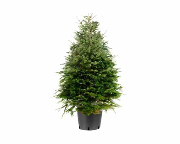 Abies Nordmanniana (Abete del Caucaso) 150/170h