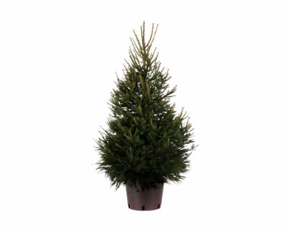 Picea Abies Excelsa (Abete Rosso) 150/170h