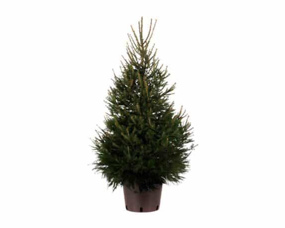 Picea Abies Excelsa (Abete Rosso) 180/200h