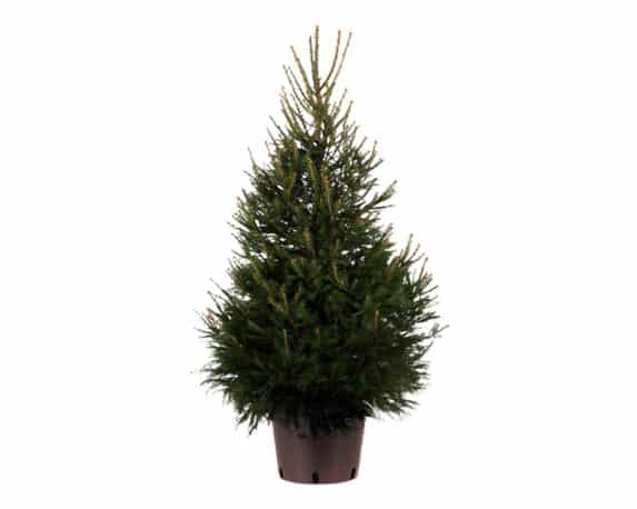 Picea Abies Excelsa (Abete Rosso) 250/300h
