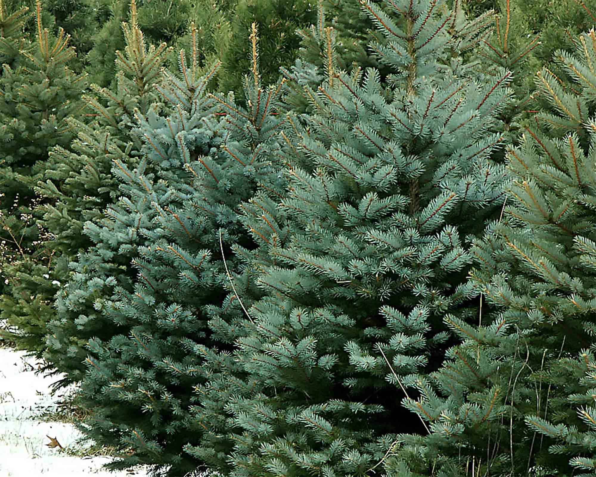 Abies Nordmanniana (Abete del Caucaso) 180/200h - immagine 3