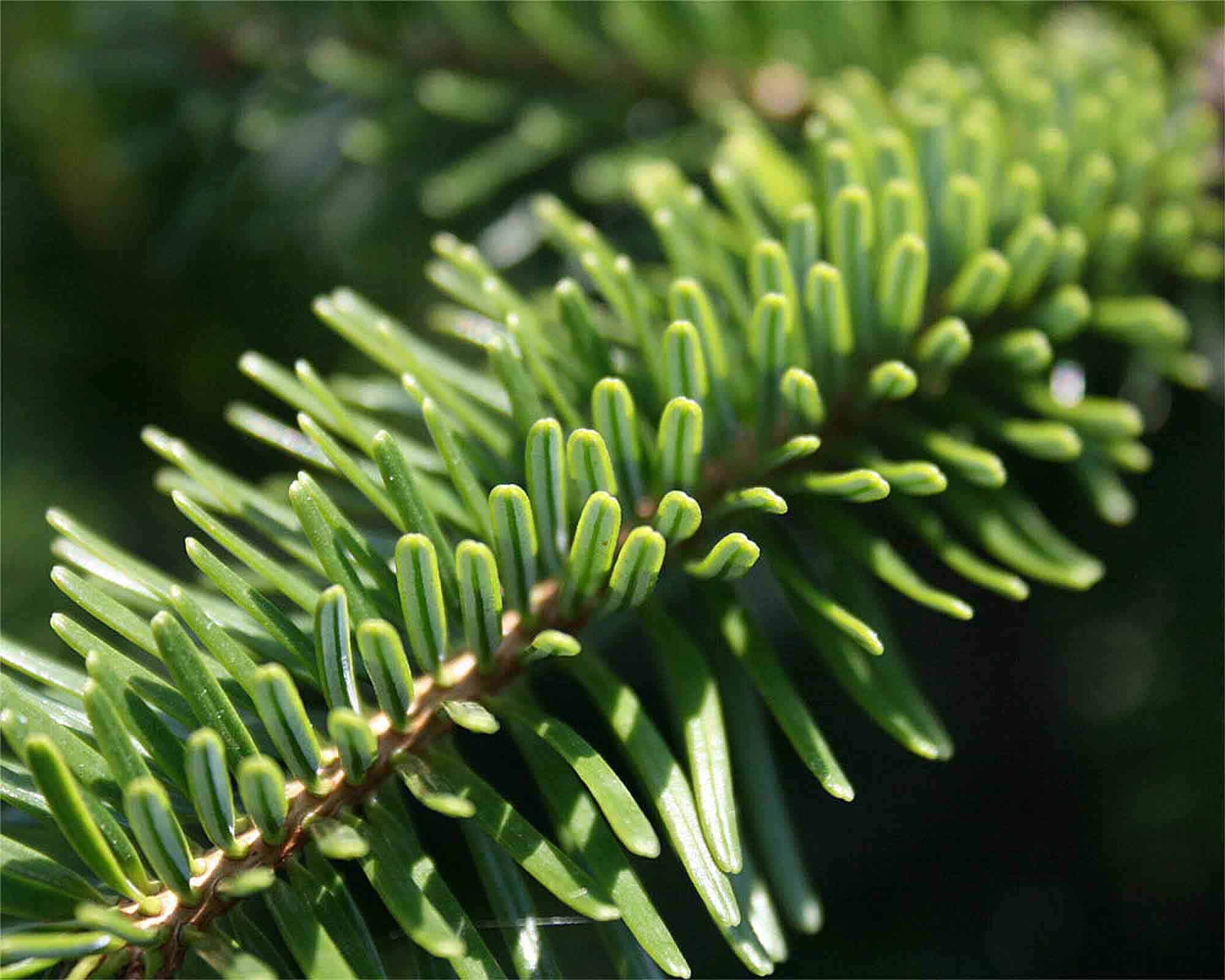 Abies Nordmanniana (Abete del Caucaso) 180/200h - immagine 2