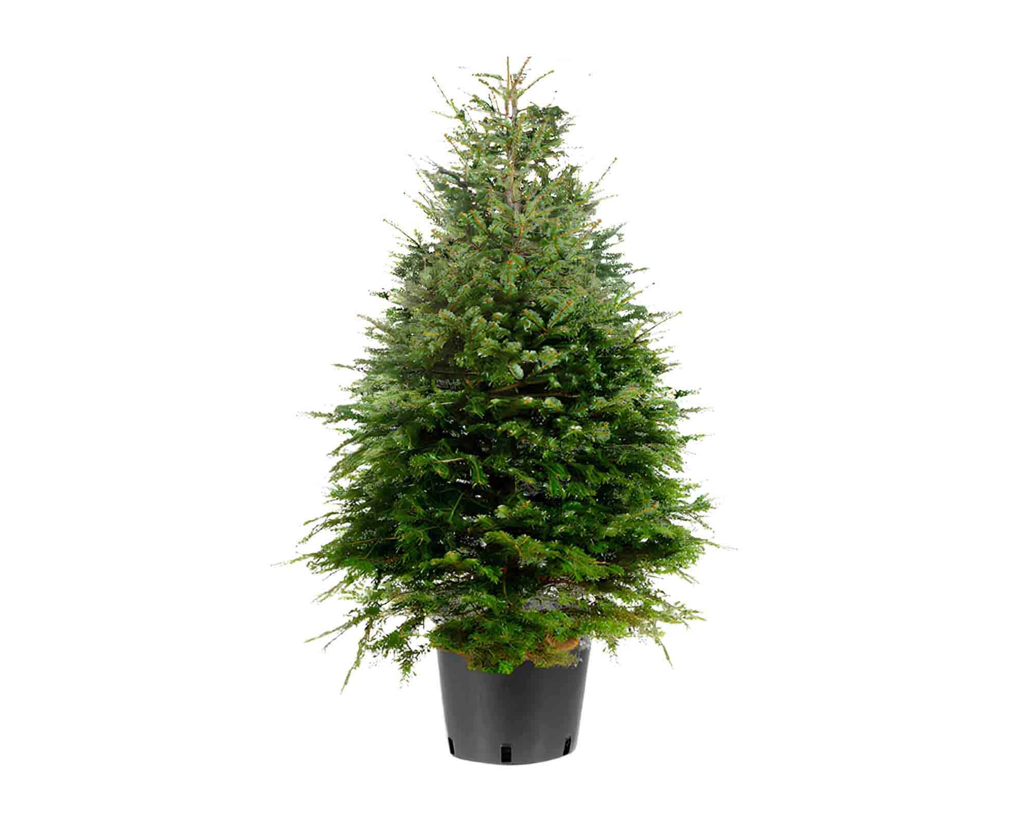 Abies Nordmanniana (Abete del Caucaso) 180/200h