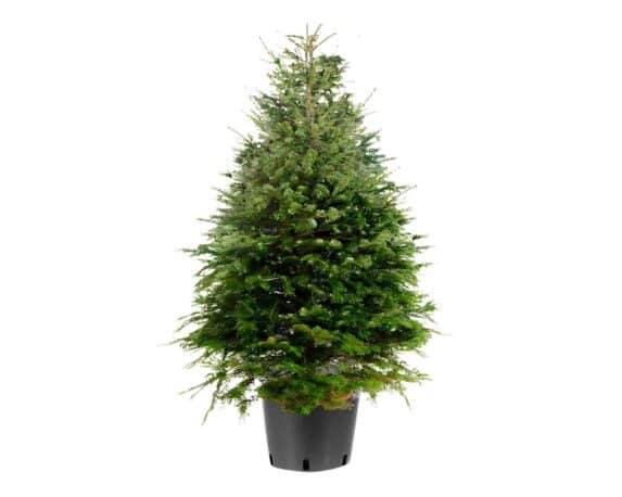 Abies Nordmanniana (Abete del Caucaso) 200/250h
