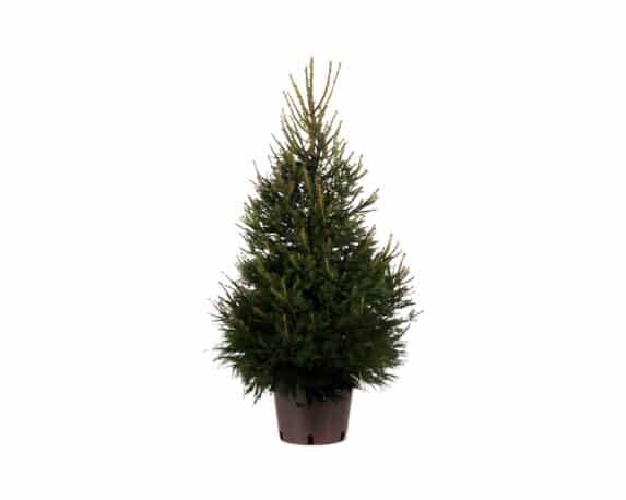 Picea Abies Excelsa (Abete Rosso) 100/140h