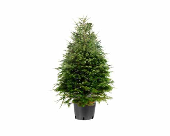 Abies Nordmanniana (Abete del Caucaso) 100/140h