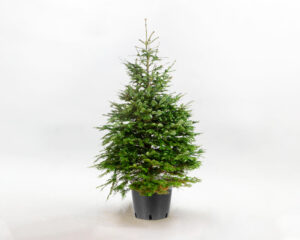 Semi Di Abete Della Normandia (Abies Nordmanniana) - 20 Semi Per Giardinaggio - Foto 4